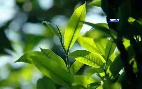 便宜的冰岛茶是用什么茶做的，揭秘低价冰岛茶：它是由什么茶叶制成的？