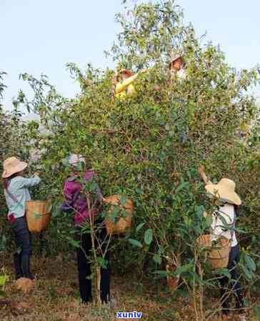 安特产茶叶，品味安：探寻特色茶叶的魅力