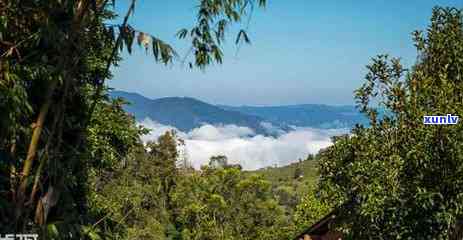 冰岛是哪个地方的茶-冰岛是哪个地方的茶叶