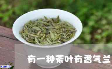 什么茶叶兰花香最浓，寻找兰花香茶叶：哪种茶叶的兰花香气最为浓？