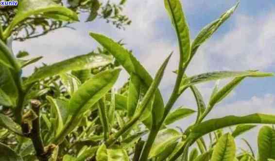 最早发现冰岛茶的人是谁？探究冰岛茶的历与起源