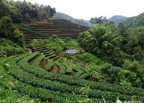 真正的冰岛茶是什么味道，揭示真正的冰岛茶：它到底是什么味道？