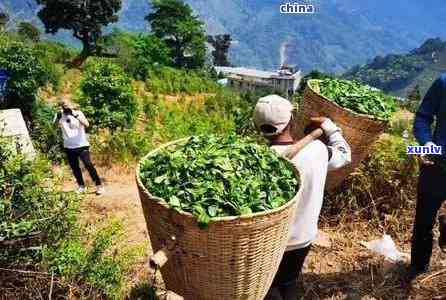 今年的冰岛秋茶现状-今年的冰岛秋茶现状如何