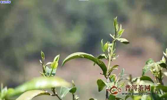 临沧冰岛茶特点，探秘临沧冰岛茶的独特魅力与特点