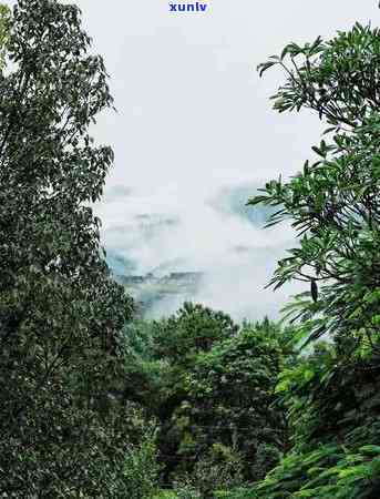 雪山老茶林冰岛价格是多少？一斤、一瓶的价格是多少？了解冰岛大雪山茶与精制厂信息