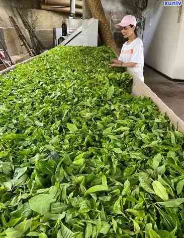 冰岛老寨茶厂，探秘冰岛老寨茶厂：体验独特的茶叶 *** 工艺和文化传承