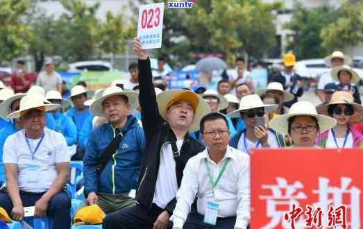 双江冰岛茶多少钱一斤，探秘双江冰岛茶的价格，每斤售价是多少？