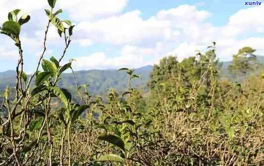 冰岛茶区有哪些山头？