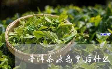 维维吉祥的冰岛茶皇-冰岛茶皇后