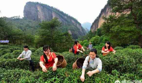 武夷山十大茶叶，探秘武夷山：揭秘十大知名茶叶