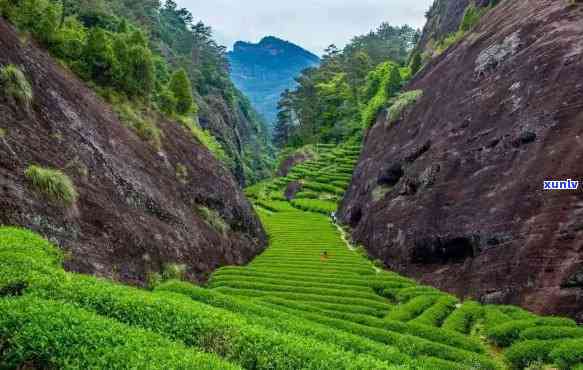 武夷山十大茶叶，探秘武夷山：揭秘十大知名茶叶