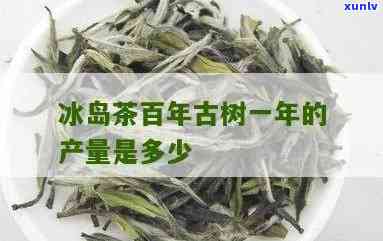 冰岛村一年产多少茶？揭秘古树茶产量及茶树数量