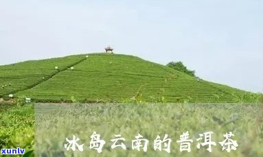 冰岛是云南哪里的茶产地？解析云南冰岛茶的产地与特点