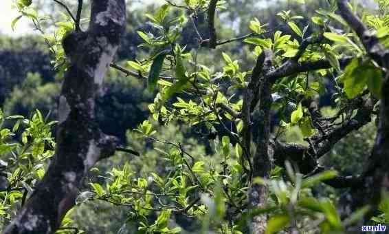 冰岛茶与春茶的区别，探秘冰岛茶：茶与春茶的不同之处