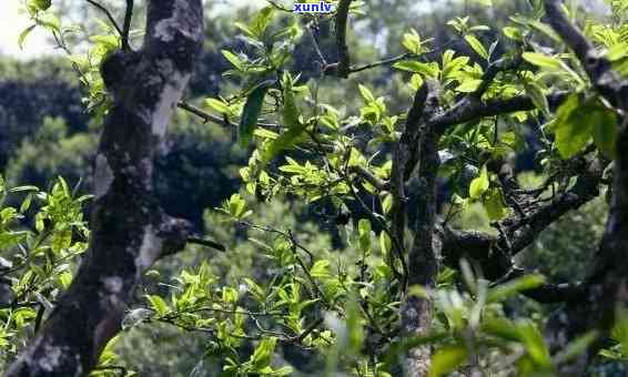 冰岛茶与春茶的区别，探秘冰岛茶：茶与春茶的不同之处