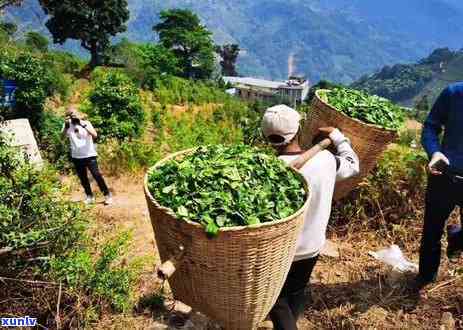 冰岛春茶秋茶的区别-冰岛春茶和秋茶的区别