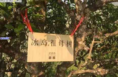 云南冰岛古树茶订购-云南冰岛古树茶价格