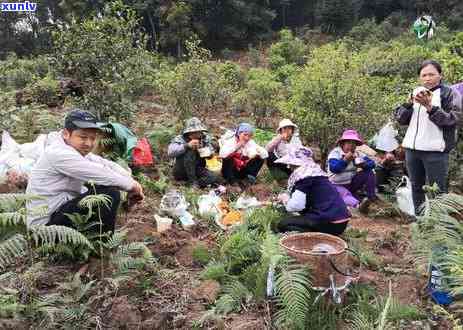 冰岛老寨茶厂：古树生茶 *** 版2021年，历与地址全解析