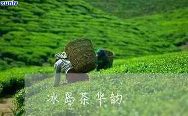 华韵茶业有冰岛茶吗？求真相！