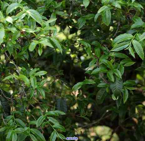 云南临沧冰岛茶的特点，探秘云南临沧冰岛茶的独特魅力