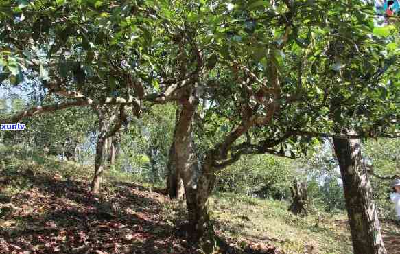 冰岛茶：揭秘其母树数量、品种、名称、种植情况及更大树龄与产量