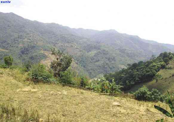 勐库冰岛单株古树茶-勐库冰岛古树茶价格