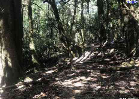 冰岛是那个山头的茶-冰岛是那个山头的茶叶吗