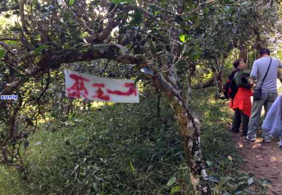 冰岛老寨茶王树品种图片，探索神秘的冰岛老寨茶：品种图片揭示其独特之处