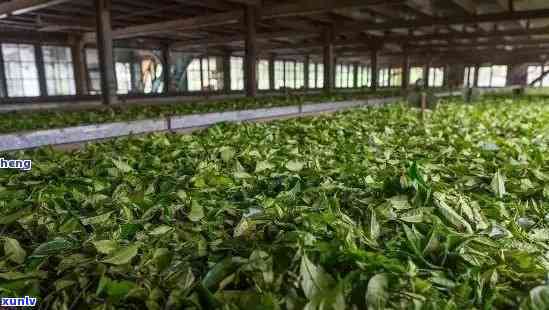 勐库阿福茶厂，探寻云南特色：勐库阿福茶厂的茶叶魅力