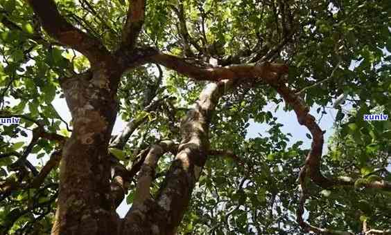 冰岛古树茶是红茶吗，探究冰岛古树茶：它是红茶吗？