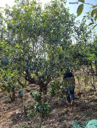 冰岛地界古树茶块状-冰岛地界古树茶价格