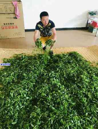 冰岛古树茶在哪个山头，揭秘冰岛古树茶的产地：它究竟产自哪座山头？