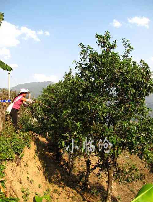 临沧十大名茶冰岛茶，【临沧十大名茶】探寻冰岛茶的神秘面纱