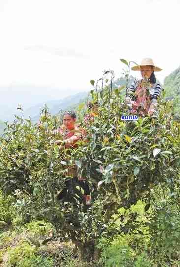 云南丰华茶厂，【热点】云南丰华茶厂：打造高品质茶叶，传承千年制茶工艺