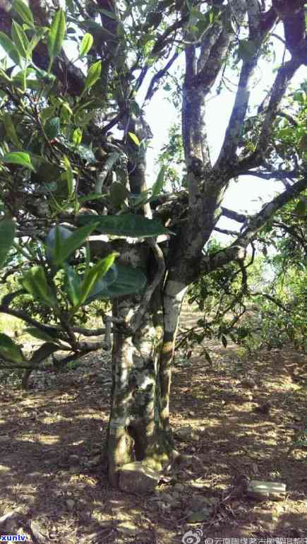 云南岭南茶叶冰岛茶-云南冰岛茶区