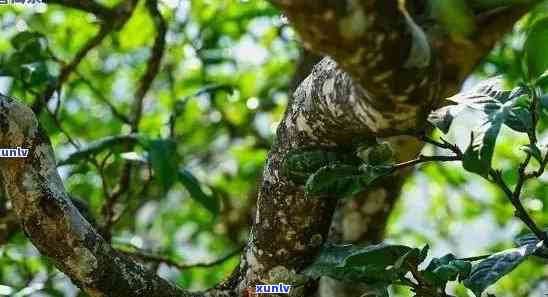 冰岛古树茶是什么品种，揭示神秘面纱：探索冰岛古树茶的品种之谜