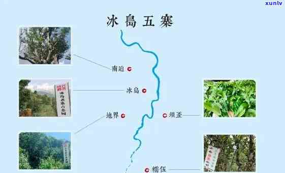 冰岛是哪个山头的茶？探究其、产地与分类