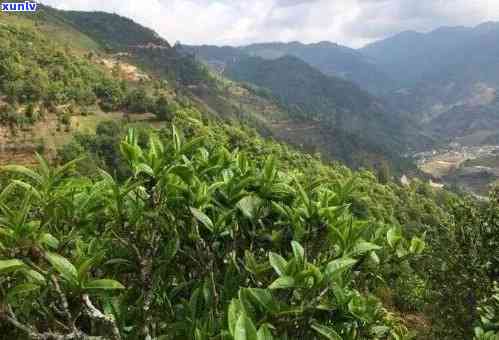 冰岛茶产地在临沧哪里，揭秘冰岛茶的真正产地：云南临沧