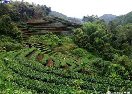 云南冰岛古树茶味道怎么样，《探秘云南冰岛古树茶：味道如何？》