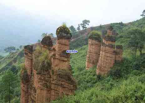 冰岛茶产地海拔，探秘冰岛茶：揭秘其独特产地海拔优势