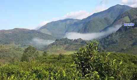 临沧冰岛古树茶图片-临沧冰岛古树茶多少钱一斤