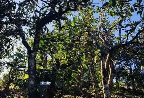 安徽亳州特产茶叶，品尝地道美味：安徽亳州特产茶叶推荐