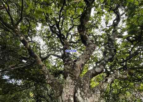 冰岛老寨古树茶基地-冰岛老寨古树茶基地在哪里