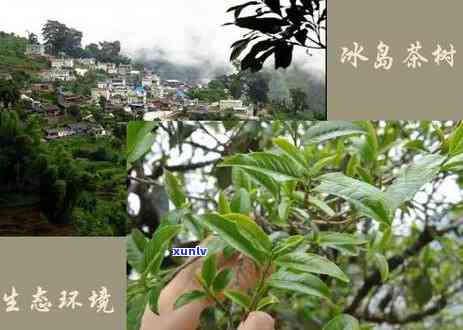 云南冰岛古树茶树图片，探索神秘的云南冰岛古树茶树：惊艳的自然美景照片集