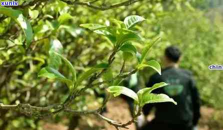 怎么介绍勐库冰岛茶叶的特点，揭秘勐库冰岛茶叶的独特特点，让你一探究竟！