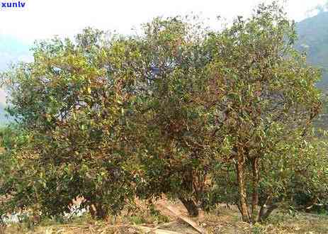 勐库的冰岛茶有哪几个牌子好，冰岛茶香，探寻勐库好茶：探究冰岛茶市场中的知名