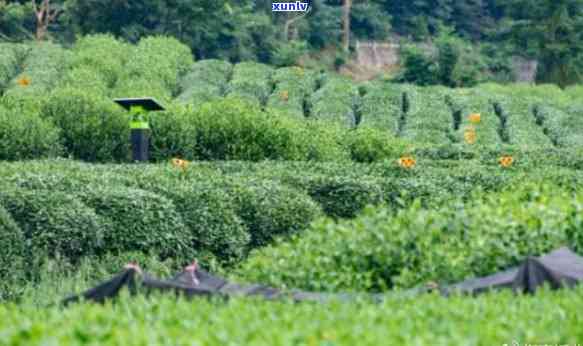 龙门茶叶基地，探索中国茶文化的魅力：龙门茶叶基地的考察之旅