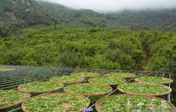 龙门茶叶基地，探索中国茶文化的魅力：龙门茶叶基地的考察之旅