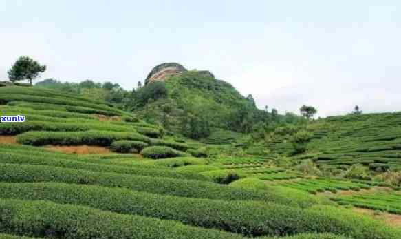 龙门茶叶基地，探索中国茶文化的魅力：龙门茶叶基地的考察之旅