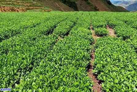 四川龙门青茶叶价格-四川龙门青茶叶价格多少